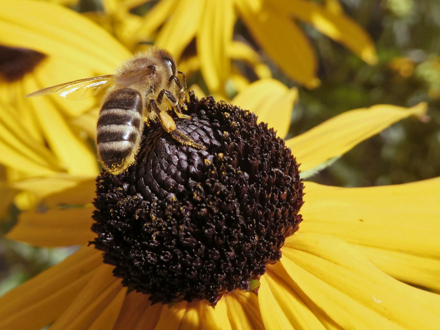 Biene auf einer Sonnenhutblüte (Foto: Kreisfachberatung)