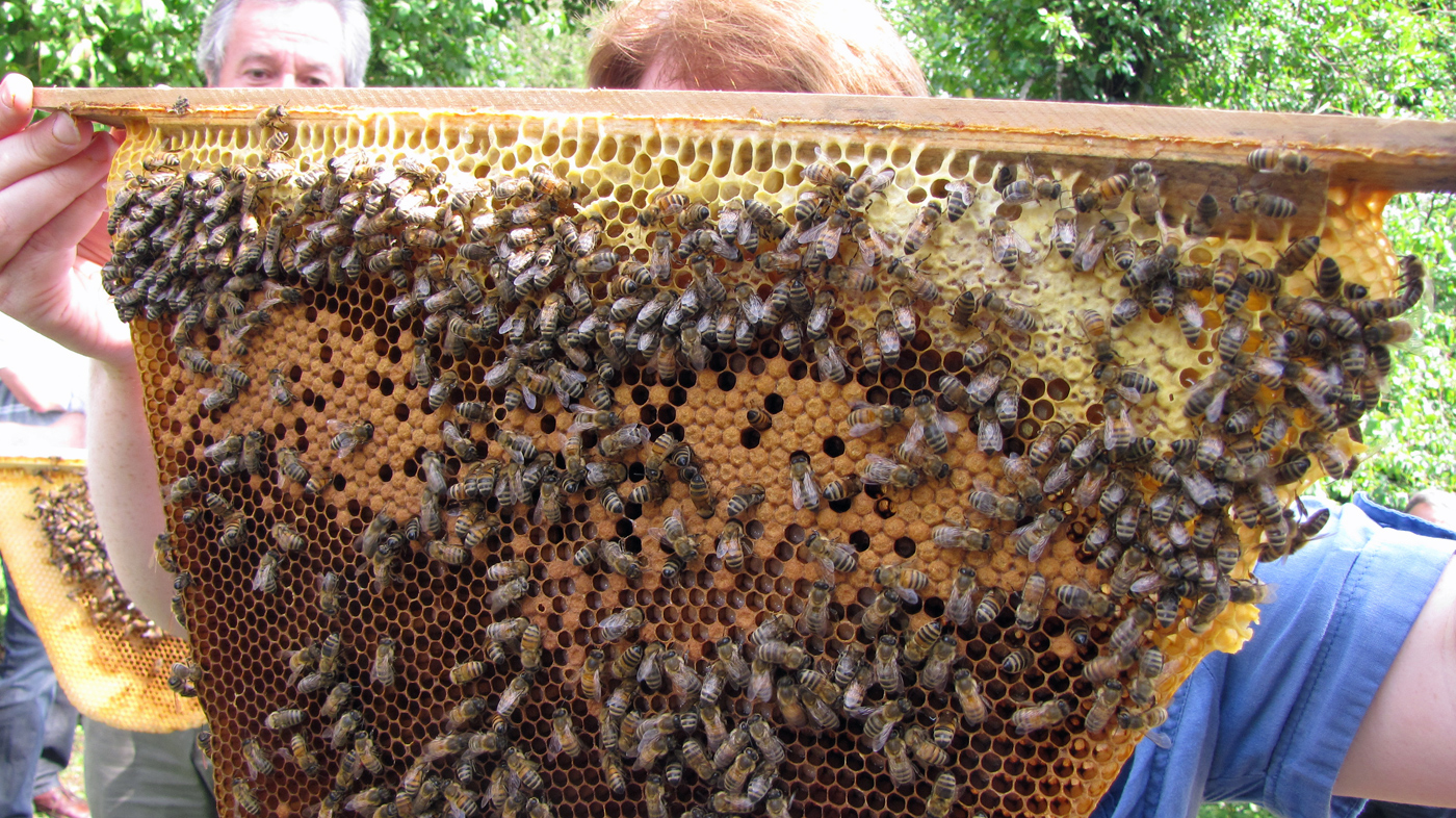 Lehrbienenstand (Foto: Kreisfachberatung)