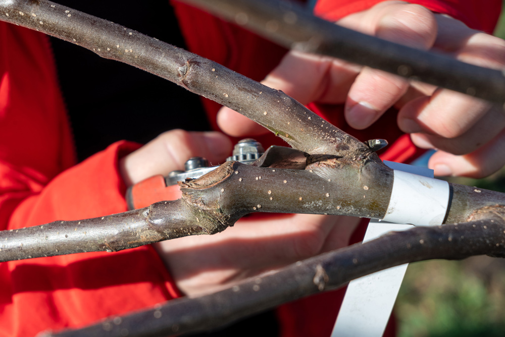 Obstbaumschnittkurs (Foto: Hans Stoll)