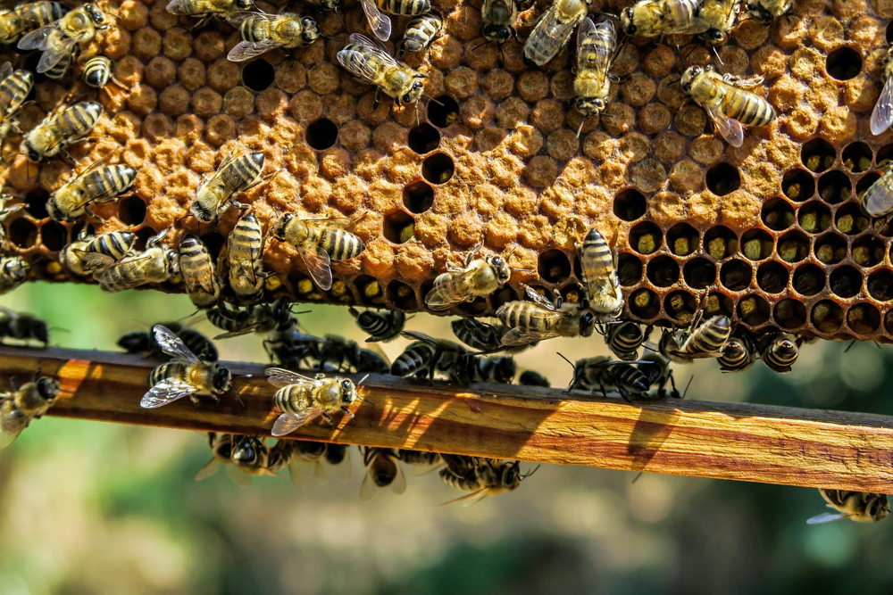 Bienenwabe (Foto: Pixabay, Pexels)
