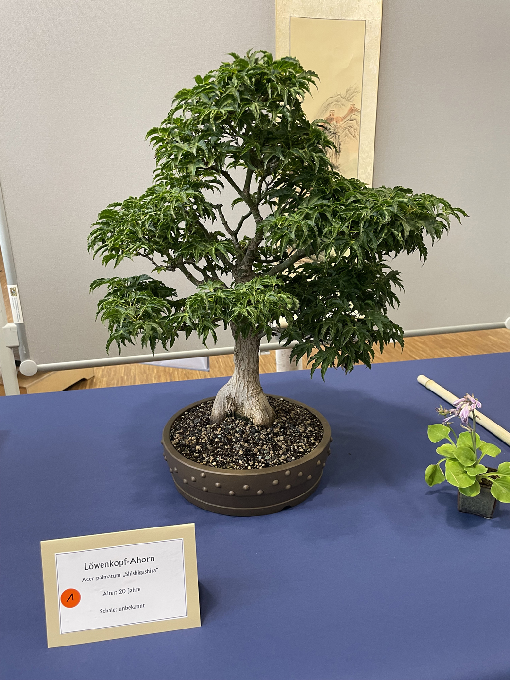 Bonsai auf der Bonsaiausstellung 2023 (Foto: Katrin Pilz)