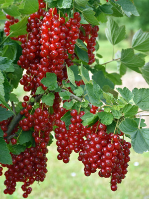 Johannisbeeren