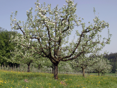 Obstbaum in Frühjahrsblüte (Foto: Georg Unterhauser)