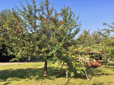 Obstbaum mit Fruchtbehang (Foto: Katrin Pilz)